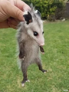 Sticker from Opossum