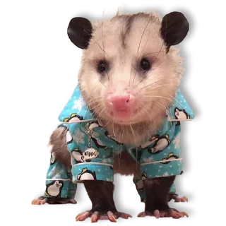 Sticker from Cute Opossum @stickersb2b
