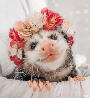 Sticker from Opossum