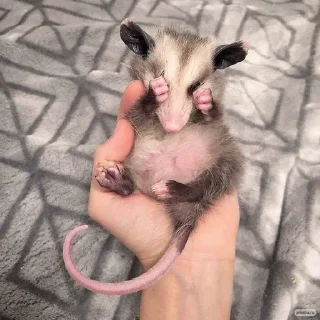 Sticker from Opossum