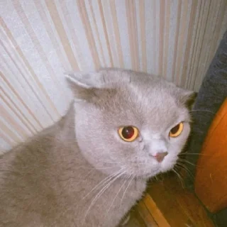 🤤 emoji мужья пуси Telegram sticker 8 of 13