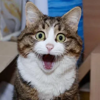 😱 emoji Эмоциональный кот Telegram sticker 23 of 44