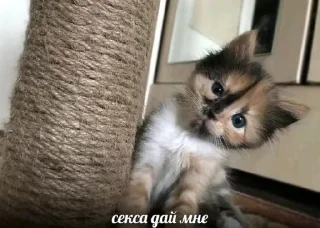 Sticker from Бодя пупсик