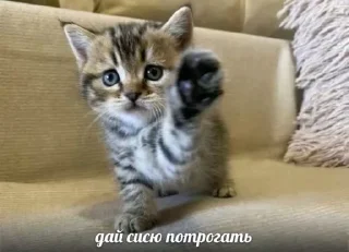 Sticker from Бодя пупсик