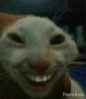 Sticker from this cat
