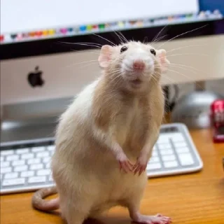 💻 emoji rat$$$ Telegram sticker 17 of 32