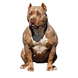 🐶 emoji ля ля ля ля Telegram sticker 21 of 71