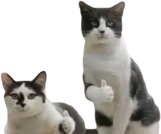 👍 emoji Больше стиков тут: @stikery4 Telegram sticker 8 of 120