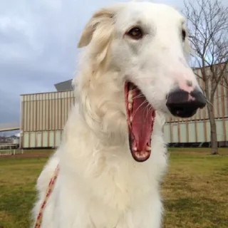 😃 emoji borzoi Telegram sticker 10 of 29