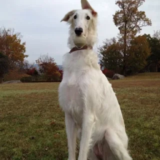 😌 emoji borzoi Telegram sticker 22 of 29