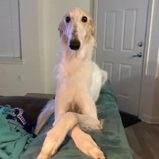 😊 emoji borzoi Telegram sticker 24 of 29