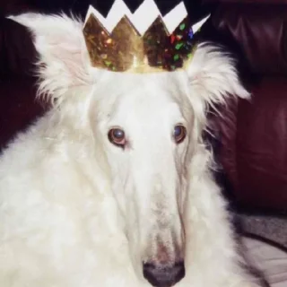 🏆 emoji borzoi Telegram sticker 9 of 29