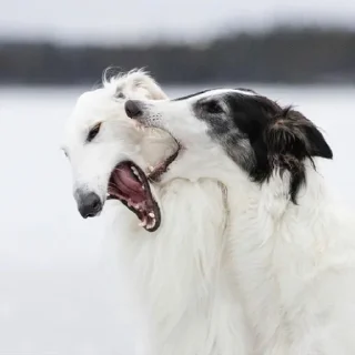 Sticker from borzoi
