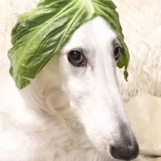 😐 emoji borzoi Telegram sticker 6 of 29