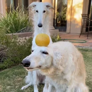 🙂 emoji borzoi Telegram sticker 14 of 29
