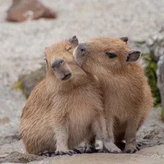 ❤️ emoji Капибары Telegram sticker 16 of 39