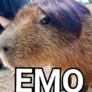 😈 emoji Капибары Telegram sticker 7 of 7
