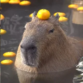 🍊 emoji Капибары Telegram sticker 14 of 39