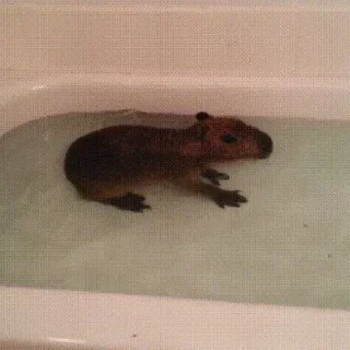 🛁 emoji Капибары Telegram sticker 20 of 39
