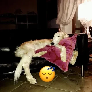 Sticker from borzoi