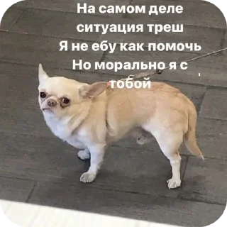🐶 emoji Двп2 Telegram sticker 10 of 120