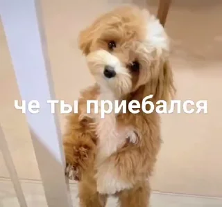 😄 emoji не воровать @tr33sha Telegram sticker 15 of 49