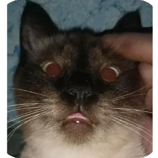 🐱 emoji оаоа мм о ➡️ @Ctikerubot Telegram sticker 7 of 50