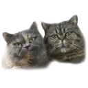 👯 emoji приколи Telegram sticker 10 of 15