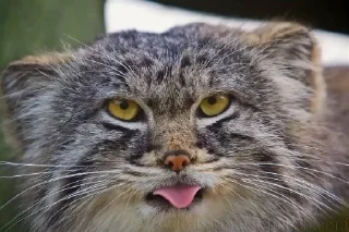 😝 emoji Manul Telegram sticker 10 of 29