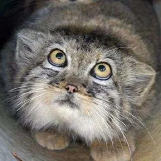 👀 emoji Manul Telegram sticker 18 of 29