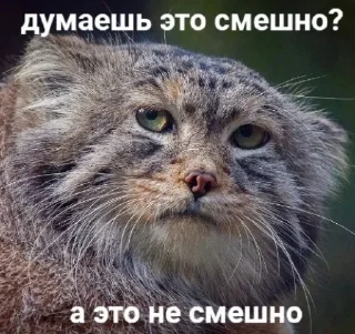 😒 emoji Manul Telegram sticker 16 of 29