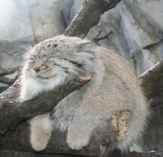 😴 emoji Manul Telegram sticker 19 of 29
