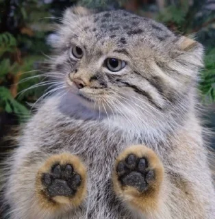 🙌 emoji Manul Telegram sticker 23 of 29