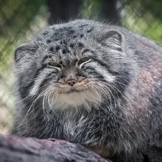 😑 emoji Manul Telegram sticker 9 of 29