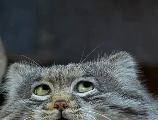 🙄 emoji Manul Telegram sticker 14 of 29