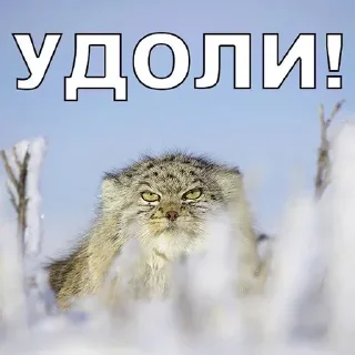 😡 emoji Manul Telegram sticker 13 of 29