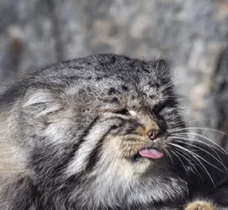 😝 emoji Manul Telegram sticker 8 of 29