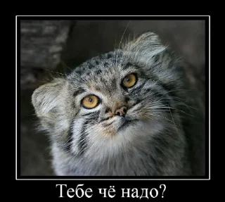 🤨 emoji Manul Telegram sticker 15 of 29