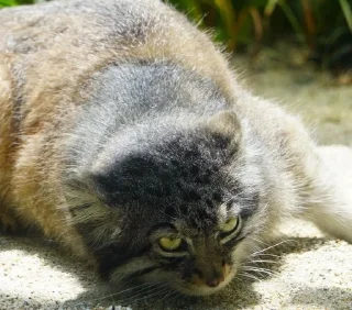 🌟 emoji manul Telegram sticker 6 of 13