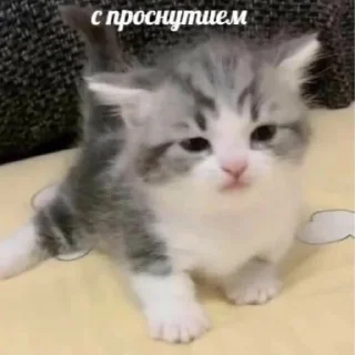 😃 emoji Юра лох Telegram sticker 23 of 45
