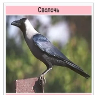 🤬 emoji Стикеры Планеты Гугл Telegram sticker 16 of 70