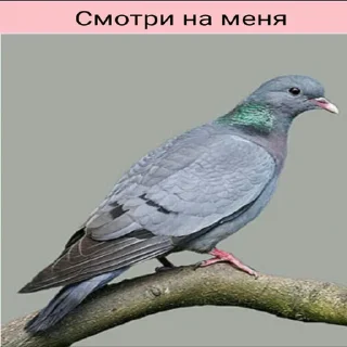 👀 emoji Стикеры Планеты Гугл Telegram sticker 15 of 70