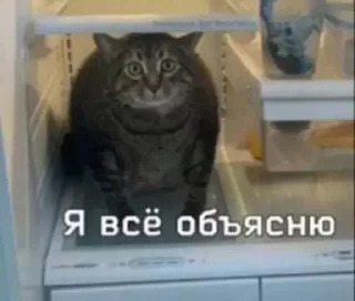 Sticker from Кицьки
