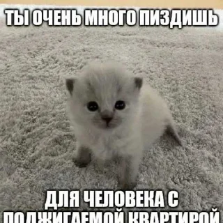 😜 emoji Кицьки ➡️ @Ctikerubot Telegram sticker 17 of 62