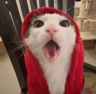 😲 emoji Кицьки Telegram sticker 20 of 40