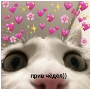 👋 emoji ɱϓ ρλȻκ ßϓ @Arabian_N1ght  🎩  🐼🌿 — @stckrRobot Telegram sticker 17 of 120