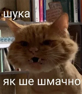 🤨 emoji Жабикпак Telegram sticker 11 of 120
