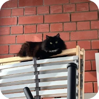 🐱 emoji Тупые стикеры, как я) @nekketonetwo Telegram sticker 6 of 59