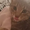 👅 emoji Веном Telegram sticker 7 of 42