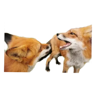 🤬 emoji Ася Telegram sticker 8 of 26